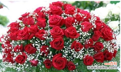 爱的象征 花开无言，芳华浓郁——以玫瑰花十一朵代表的意义