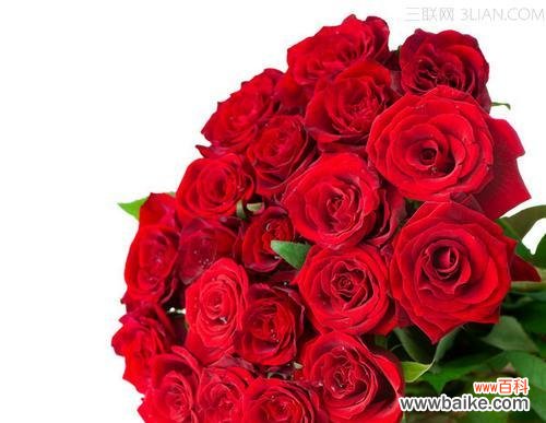 揭秘玫瑰花数量背后的深意 玫瑰花的数量与情人节的含义