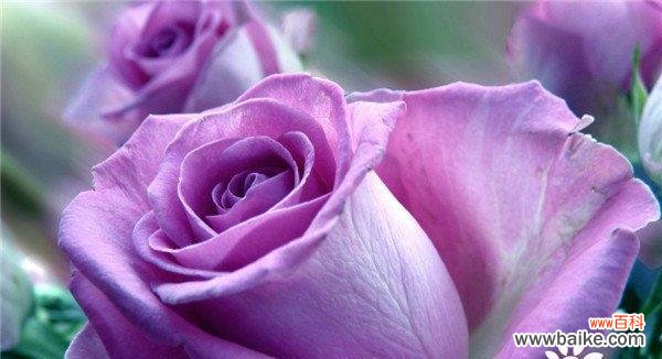 探索玫瑰花颜色与情感之间的奥秘 玫瑰花颜色的含义