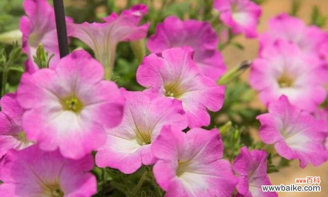 探寻白色矮牵牛的神秘花语 白色矮牵牛