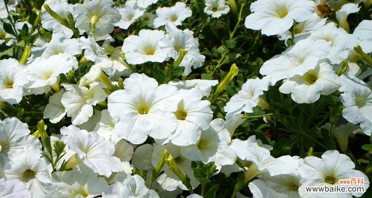 探寻白色矮牵牛的神秘花语 白色矮牵牛