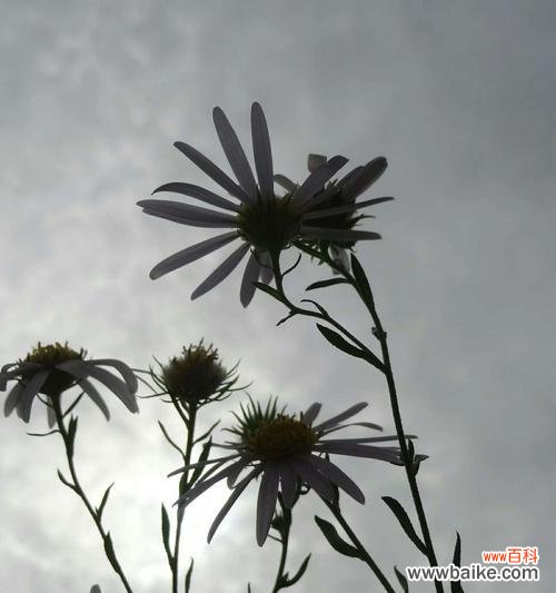 以花朵为媒介 白色翠菊的寓意