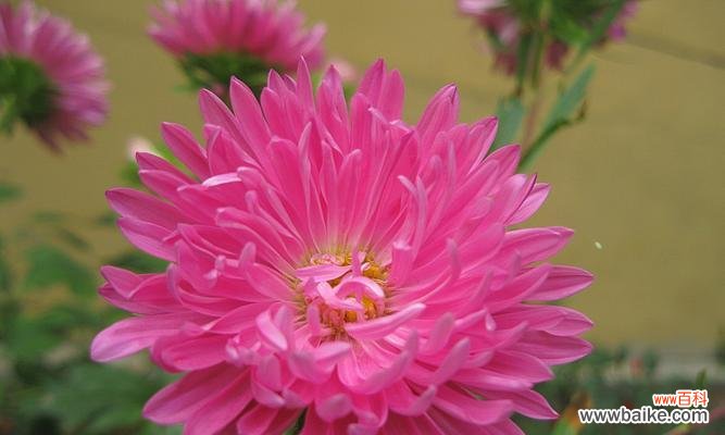 以花朵为媒介 白色翠菊的寓意