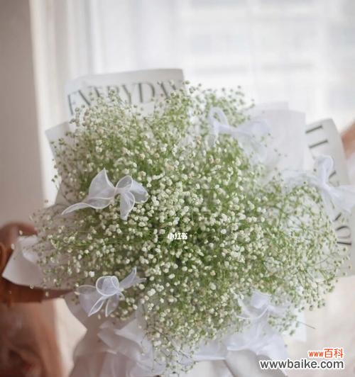 揭秘满天星的神秘之美 白色的满天星