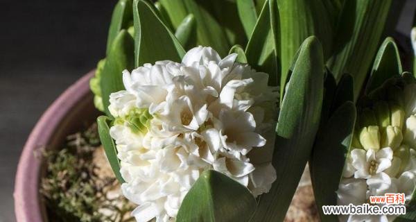 洁白如雪 白色风信子花语——纯洁与希望的象征