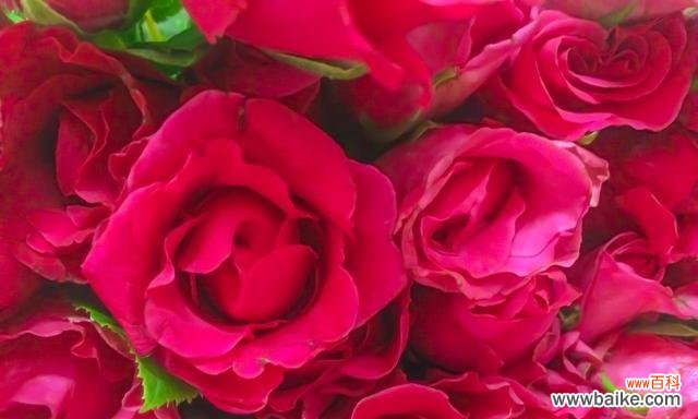 玫瑰花的浪漫与爱情 玫瑰花的象征意义及文化传承