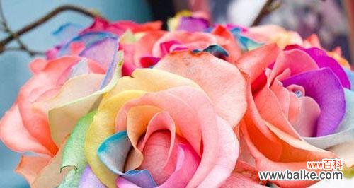 探秘不同玫瑰花颜色的象征意义 解读玫瑰花颜色的寓意