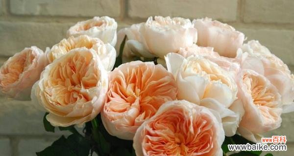 探秘不同玫瑰花颜色的象征意义 解读玫瑰花颜色的寓意