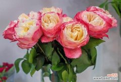 探秘不同玫瑰花颜色的象征意义 解读玫瑰花颜色的寓意