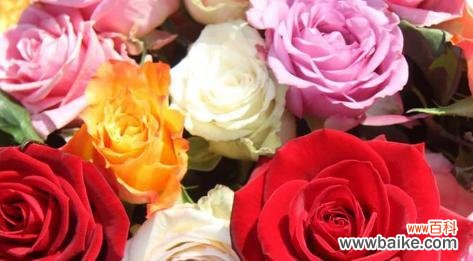 探索玫瑰花颜色的隐藏意义 玫瑰花颜色的寓意与象征