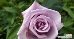 花色情感传递的奇妙力量 玫瑰花颜色的寓意