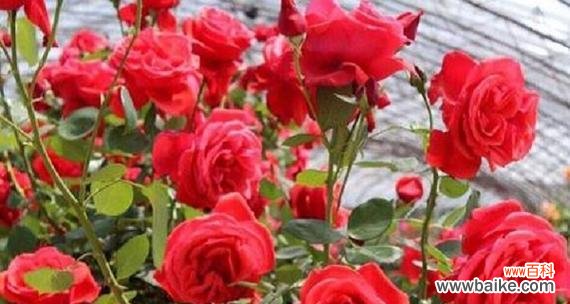 花色情感传递的奇妙力量 玫瑰花颜色的寓意