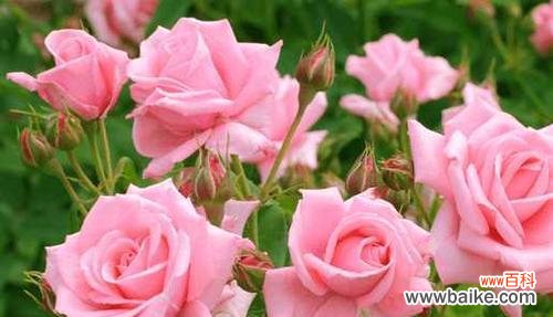 探寻玫瑰花语和寓意 玫瑰花语和寓意的美丽世界