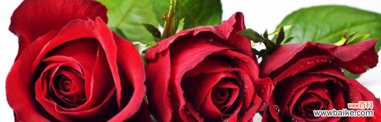 探索玫瑰花的浪漫 玫瑰花的寓意与象征意义