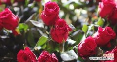 揭秘玫瑰花几朵的意义与传达的情感信息 玫瑰花的花语与象征意义