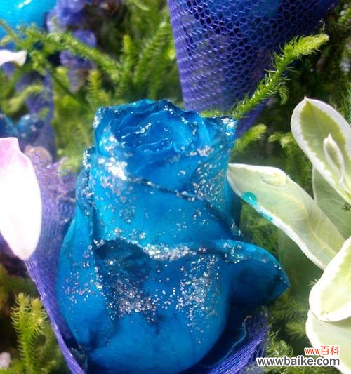 探寻玫瑰花的深层意义 玫瑰花的浪漫与象征