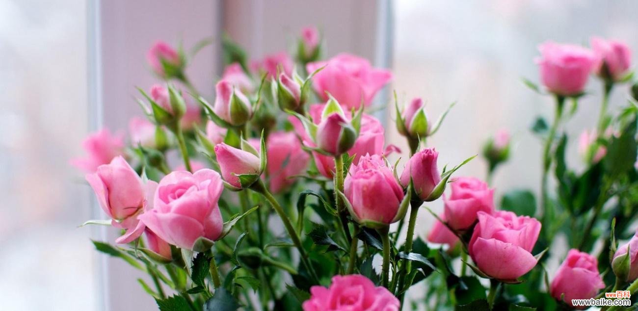 探寻玫瑰花的深层意义 玫瑰花的浪漫与象征