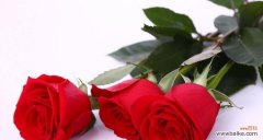 解读不同数量的玫瑰所代表的象征意义 玫瑰的数量与含义