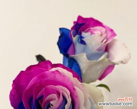 解读玫瑰花的花语与情感 玫瑰的颜色和意义