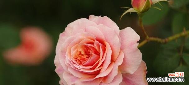 揭开玫瑰花背后的隐藏花语之谜 以玫瑰颜色代表的花语