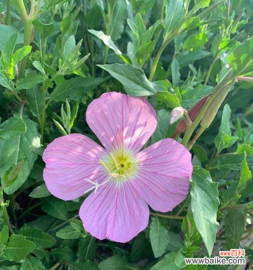 美丽月见草花语的解析与传承 探秘美丽月见草的花语之奇妙力量