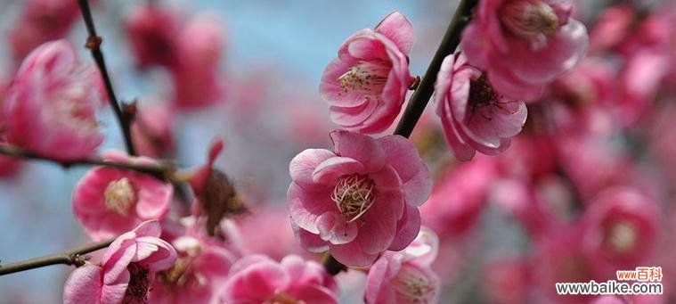 凝练坚强的生命之花 梅花的寓意与花语