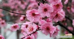 探寻梅花在中国文化中的独特地位 梅花的象征意义