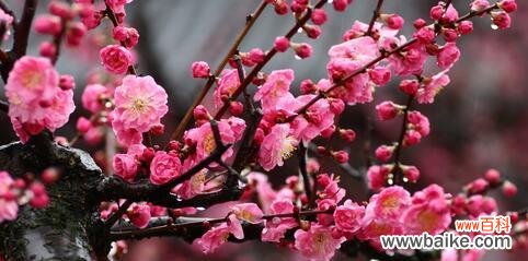 以梅花的坚韧精神为榜样 梅花之美