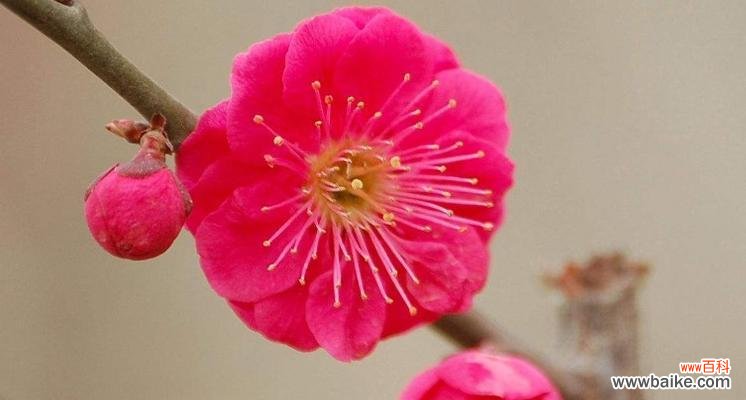 以梅花的坚韧精神为榜样 梅花之美