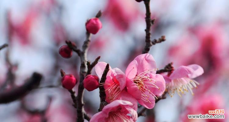 以梅花的坚韧精神为榜样 梅花之美