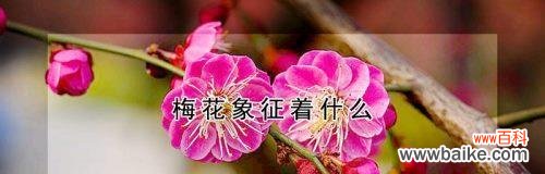 揭示梅花的内涵与象征 梅花
