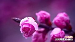 揭示梅花的内涵与象征 梅花