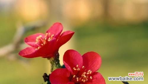 揭示梅花的内涵与象征 梅花