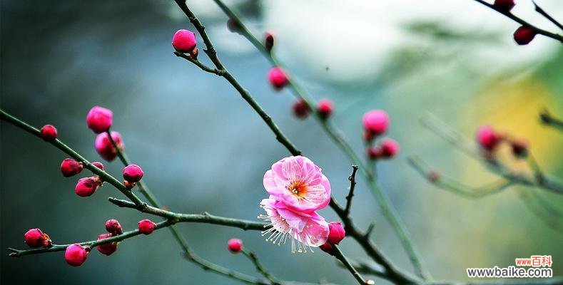 傲立寒冬 梅花的品质与象征