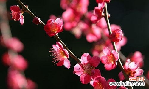 傲立寒冬 梅花的品质与象征