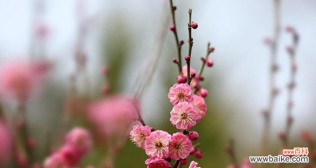 傲立寒冬 梅花的品质与象征