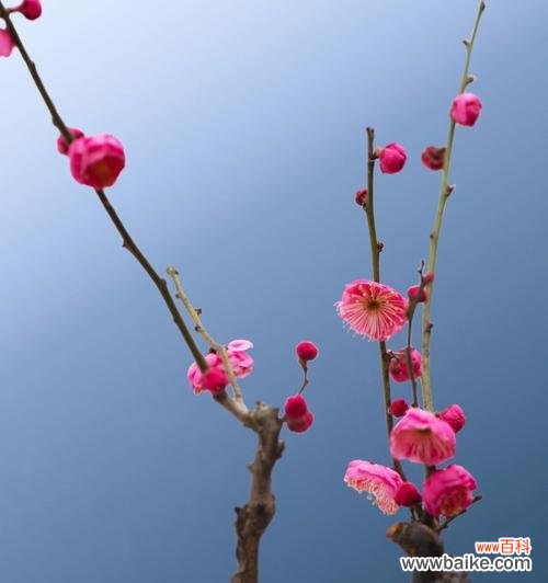 冬天里盛开的梅花 寒冬中的梅花