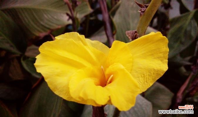 一朵绽放在人间的神秘之花 美人蕉