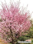 探寻美人梅花语的文化内涵 美人梅花语与其深意