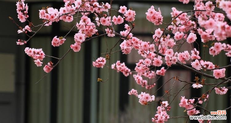 探寻美人梅花语的文化内涵 美人梅花语与其深意