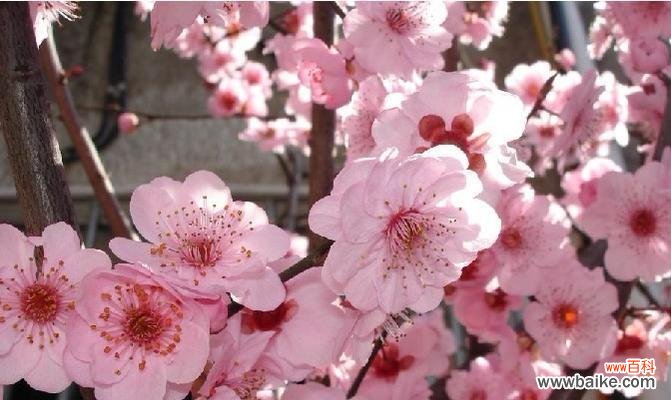 探寻美人梅的美丽之谜 美人梅的寓意与意义