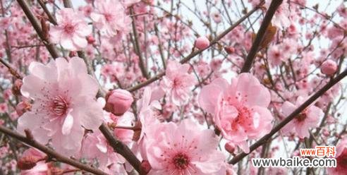 探寻美人梅的美丽之谜 美人梅的寓意与意义