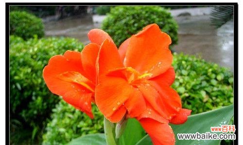 用美人蕉花语传递爱情的真谛 美人蕉花语,爱的表达