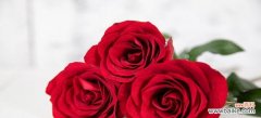浪漫 解读87朵玫瑰花的花语意义