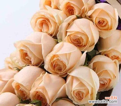 橙玫瑰 橙玫瑰的花语及其象征意义