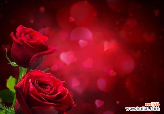 红色浪漫之旅——98朵玫瑰的花语 玫瑰花语探秘