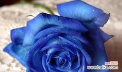 玫瑰花的数量与花语意义的奥秘 67朵玫瑰花的花语及其意义解析