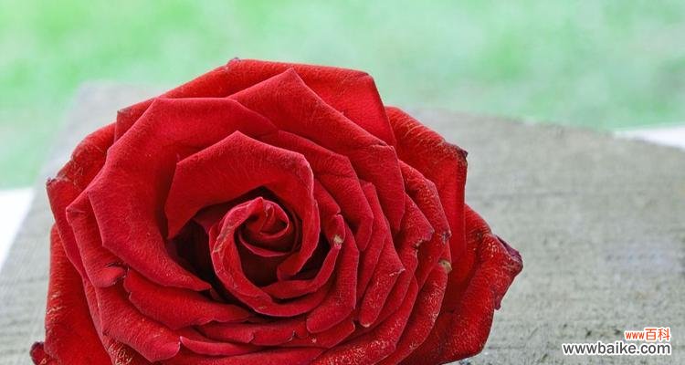 解读玫瑰的情感表达与象征意义 97朵玫瑰花花语的深意