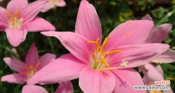 探索八瓣花的文化内涵 八瓣花的寓意与象征