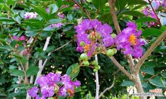 探索紫薇花在安阳文化中的重要地位 安阳市花紫薇花的象征意义